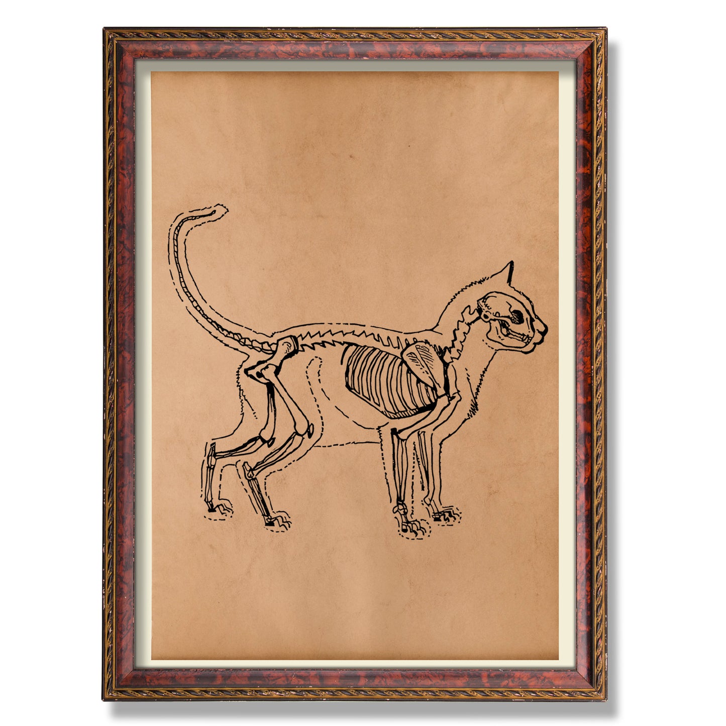 Anatomical cat print Skeleton poster