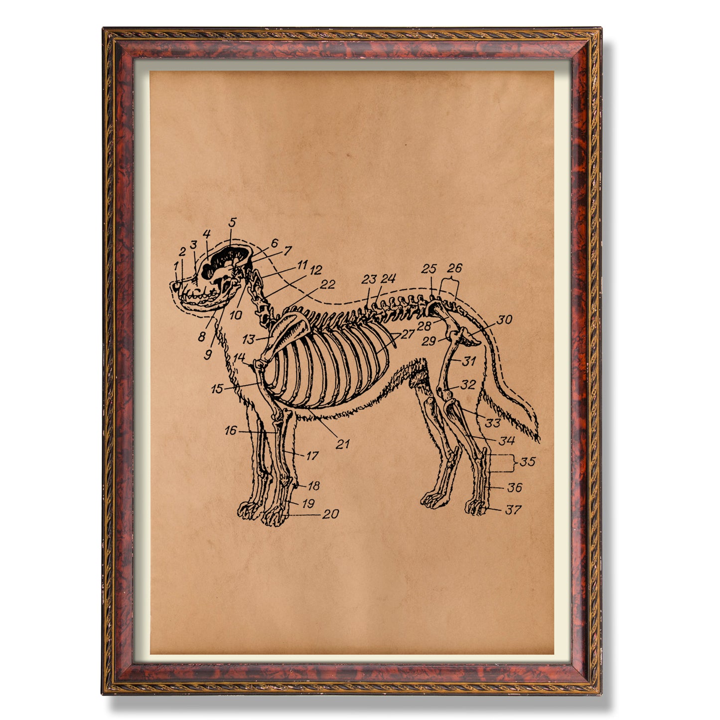 Anatomical dog skeleton print