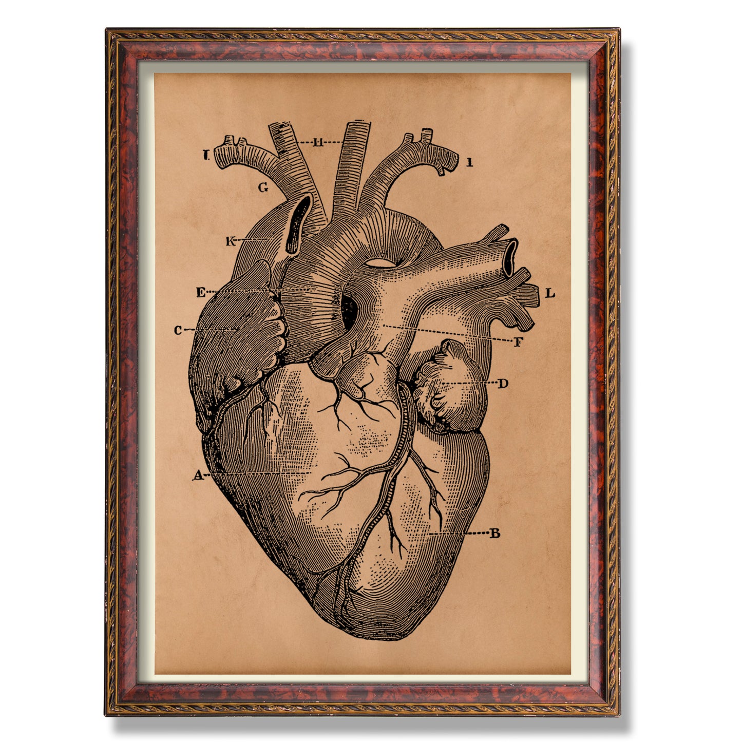 Anatomical heart poster Anatomy decor