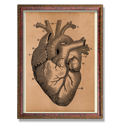 Anatomical heart poster Anatomy decor