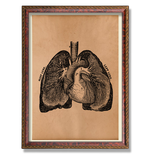 Anatomical heart art Vintage anatomy poster