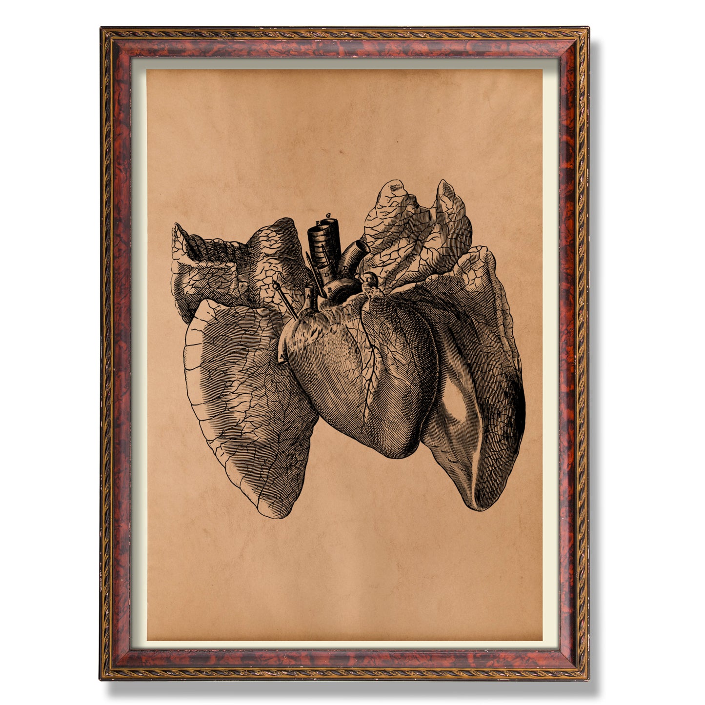 Anatomical heart vintage print