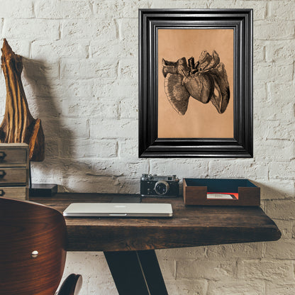 Anatomical heart vintage print