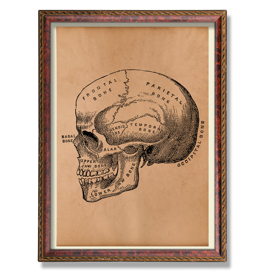 Anatomical skull print Medical illustration