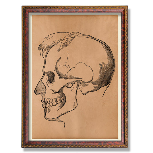 Skull poster Anatomy decor