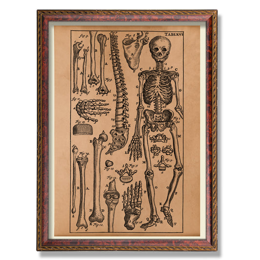 Anatomy skeleton art Vintage anatomy poster