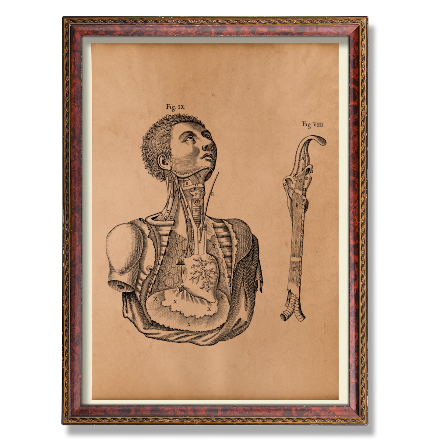 Body anatomical print Vintage anatomy poster