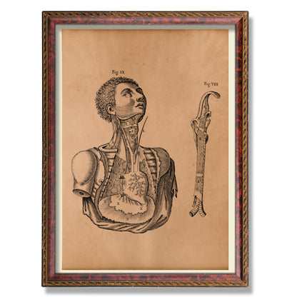 Body anatomical print Vintage anatomy poster