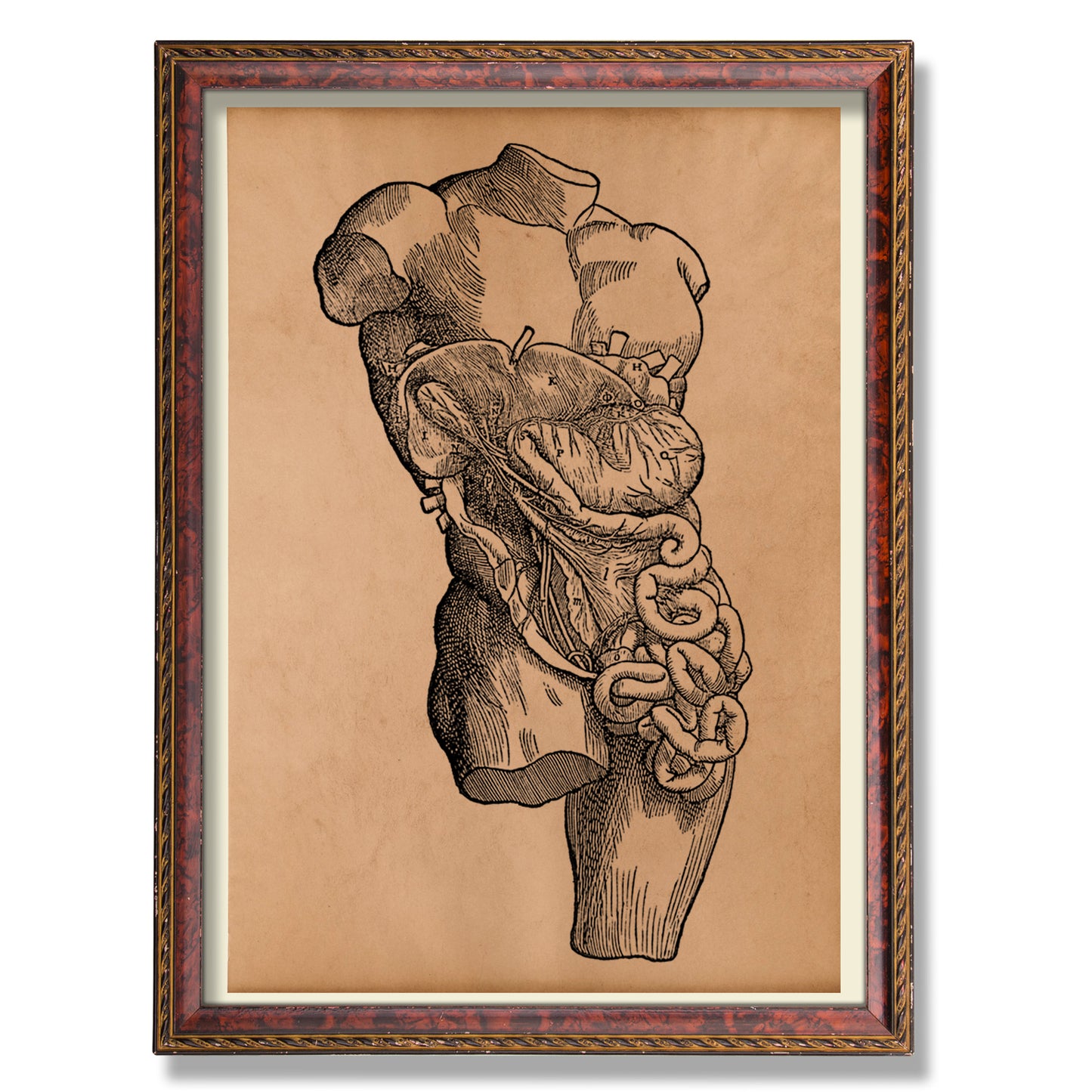 Body anatomy print Anatomical poster