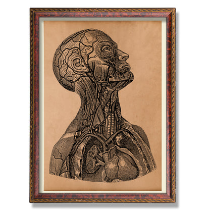 Vintage anatomy print Human body poster