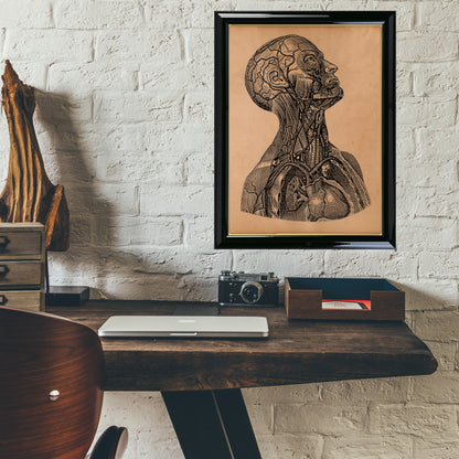 Vintage anatomy print Human body poster