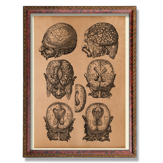 Brain poster Anatomical decor