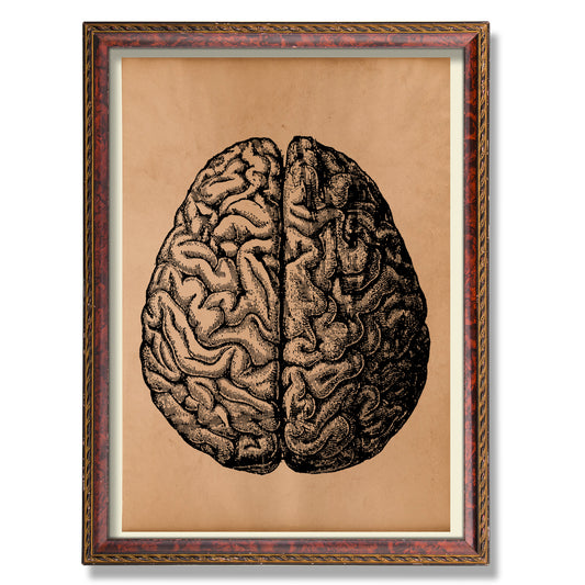 Brain poster Vintage anatomy print