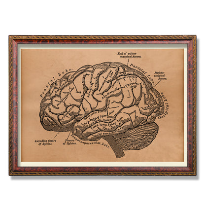 Brain artwork Anatomy print