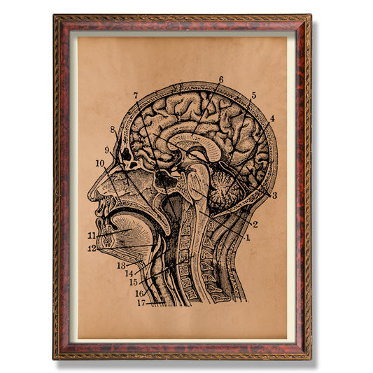 Human brain diagram poster Anatomy print