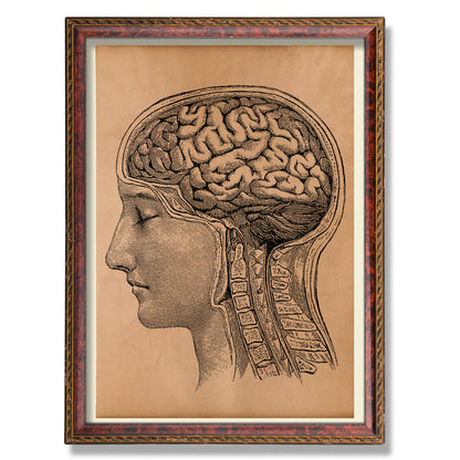 Brain anatomy diagram Vintage poster