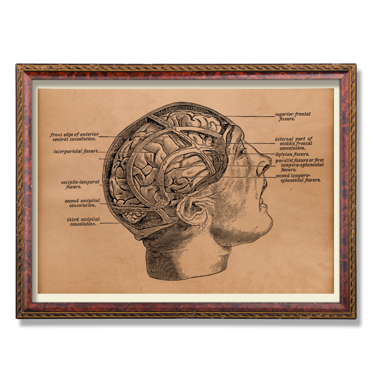 Brain poster Anatomy print