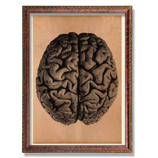 Brain print Vintage anatomical decor