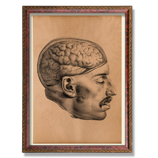 Brain wall art Vintage anatomy