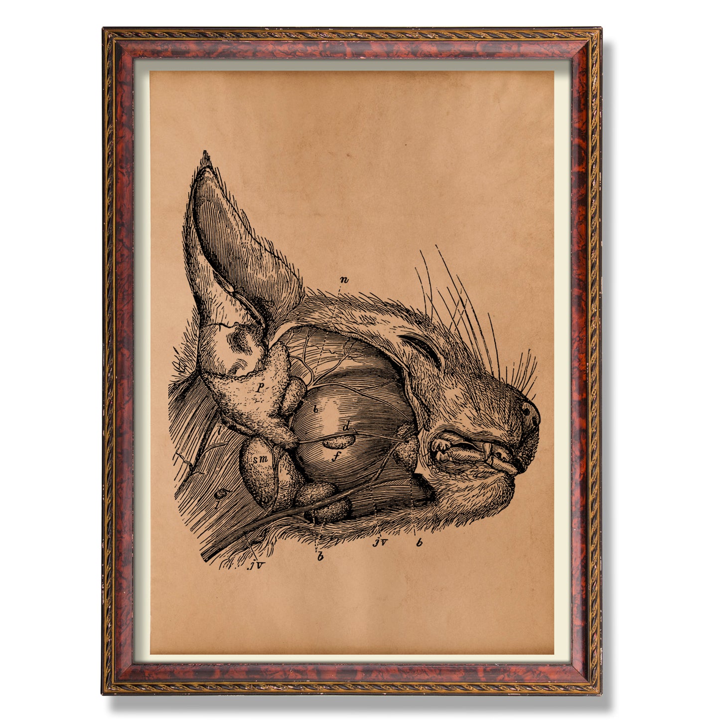 Cat anatomy print Anatomical poster