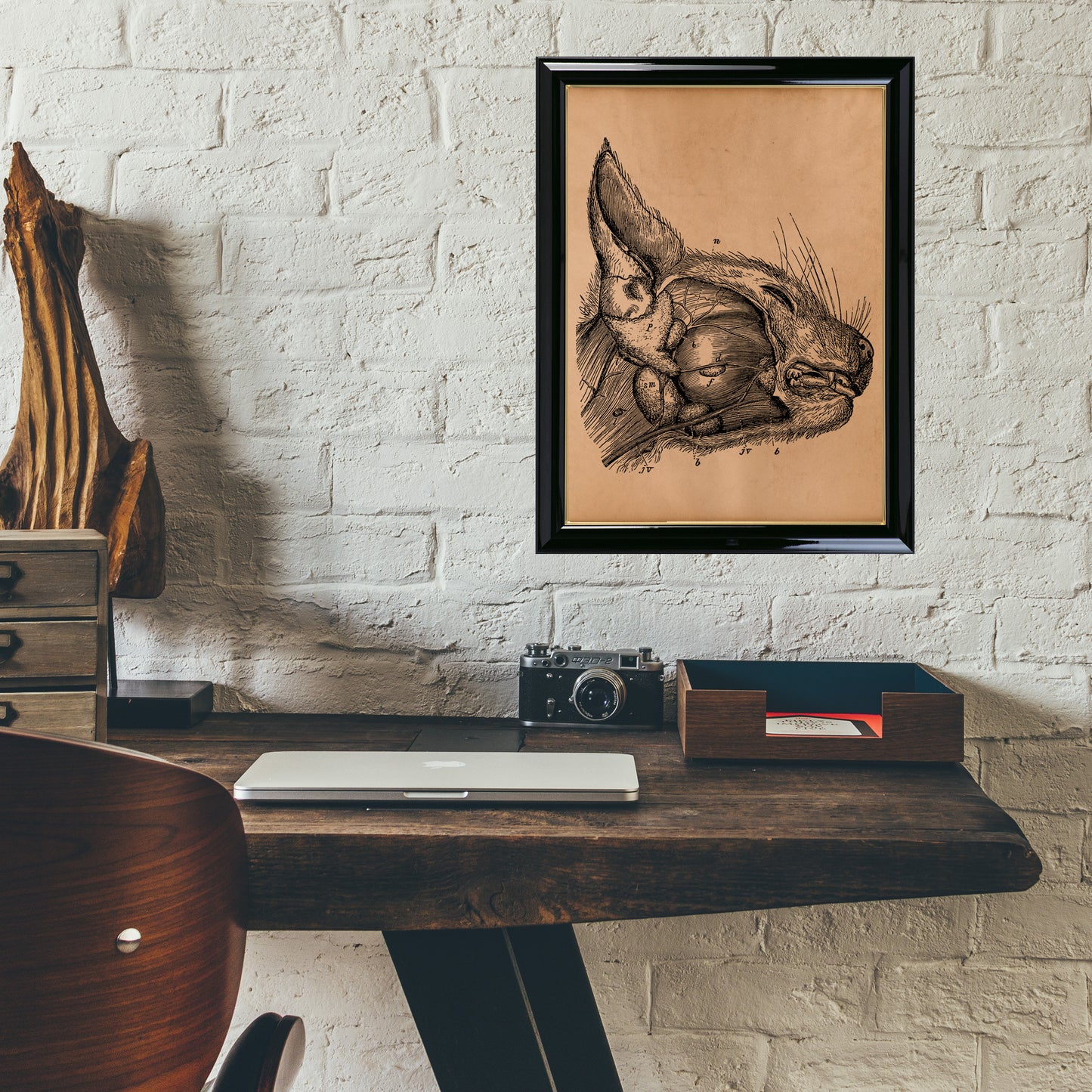 Cat anatomy print Anatomical poster