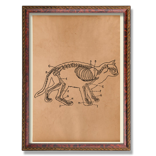 Cat skeleton anatomy print Vintage poster