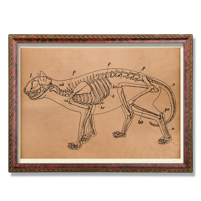 Anatomical cat skeleton print Vintage anatomy