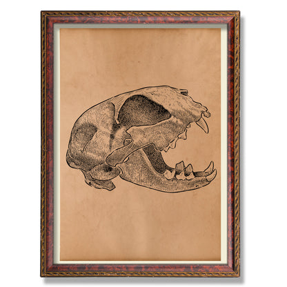 Cat skull print Vintage anatomy poster