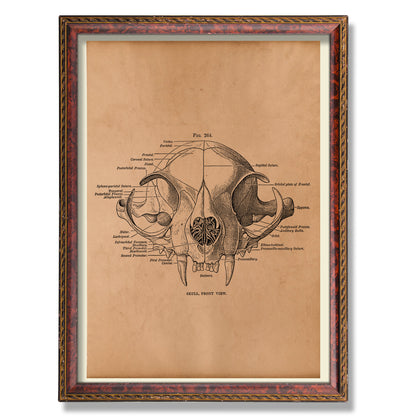 Anatomy cat skull print Antique decor