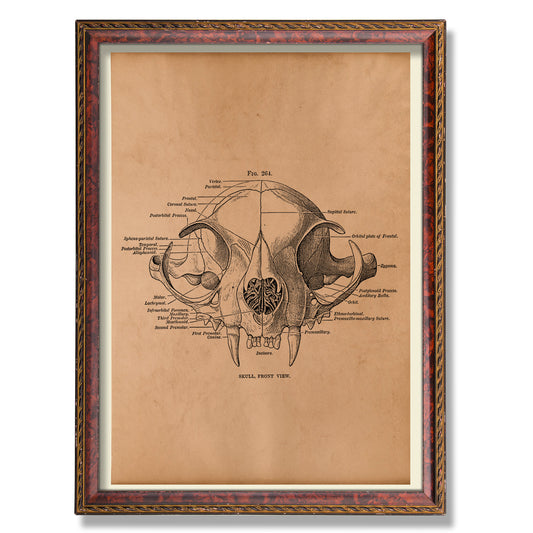 Anatomy cat skull print Antique decor