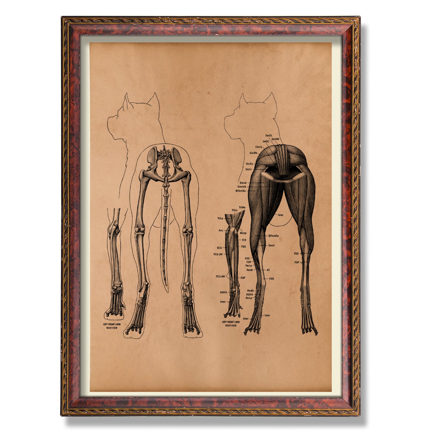 Dog anatomy print Skeleton poster