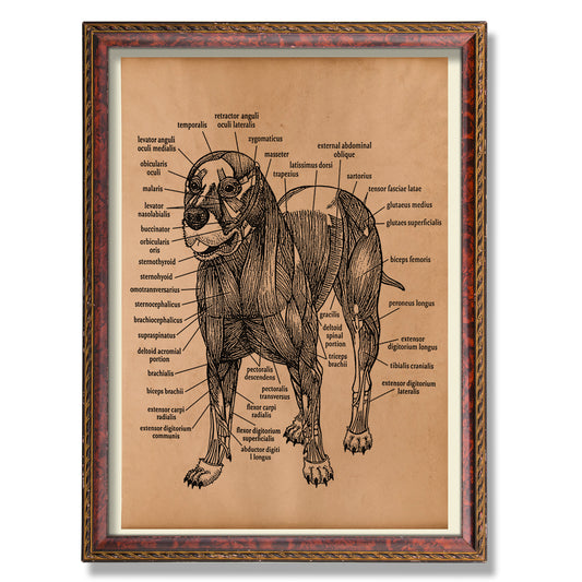 Dog anatomy print Anatomical poster