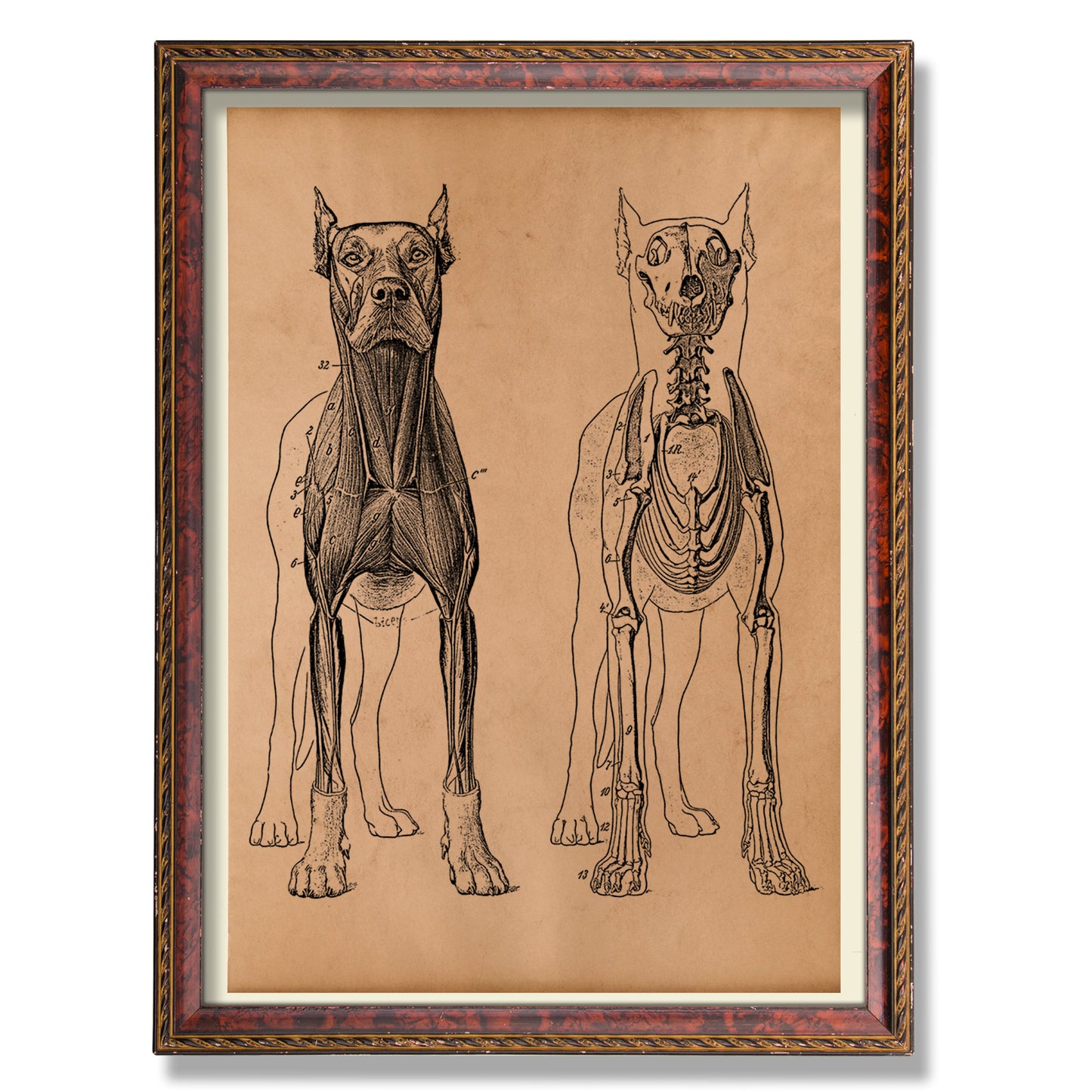 Dog skeleton anatomy poster Anatomical decor