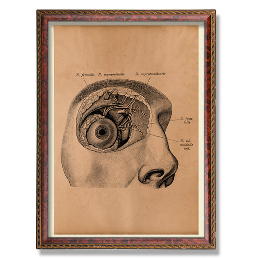 Eye anatomy print Medical poster