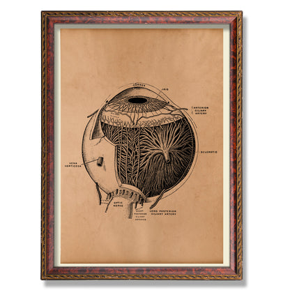 Eye print Anatomical poster