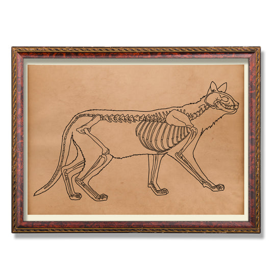 Feline anatomy print Skeleton poster