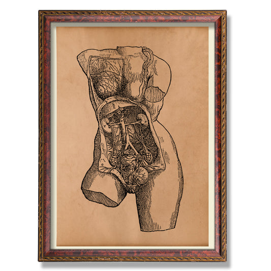 Female body anatomy print Vintage