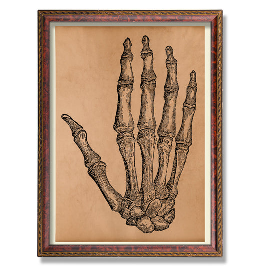 Hand anatomy print Anatomical skeleton poster