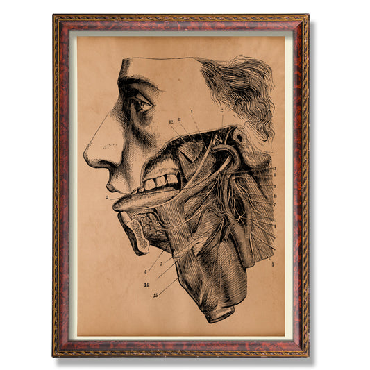 Head anatomical print Vintage anatomy