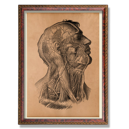 Head and neck anatomy print