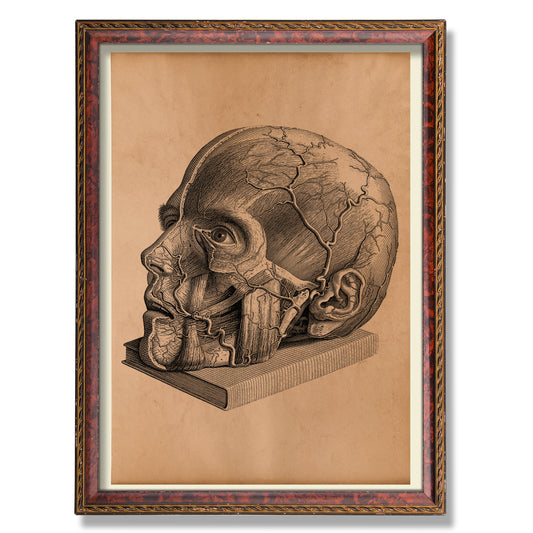 Head muscles print Vintage anatomy decor