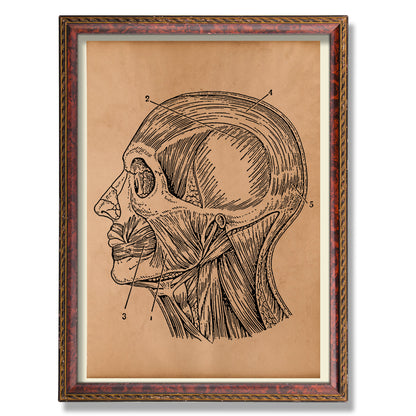 Vintage Head anatomy poster