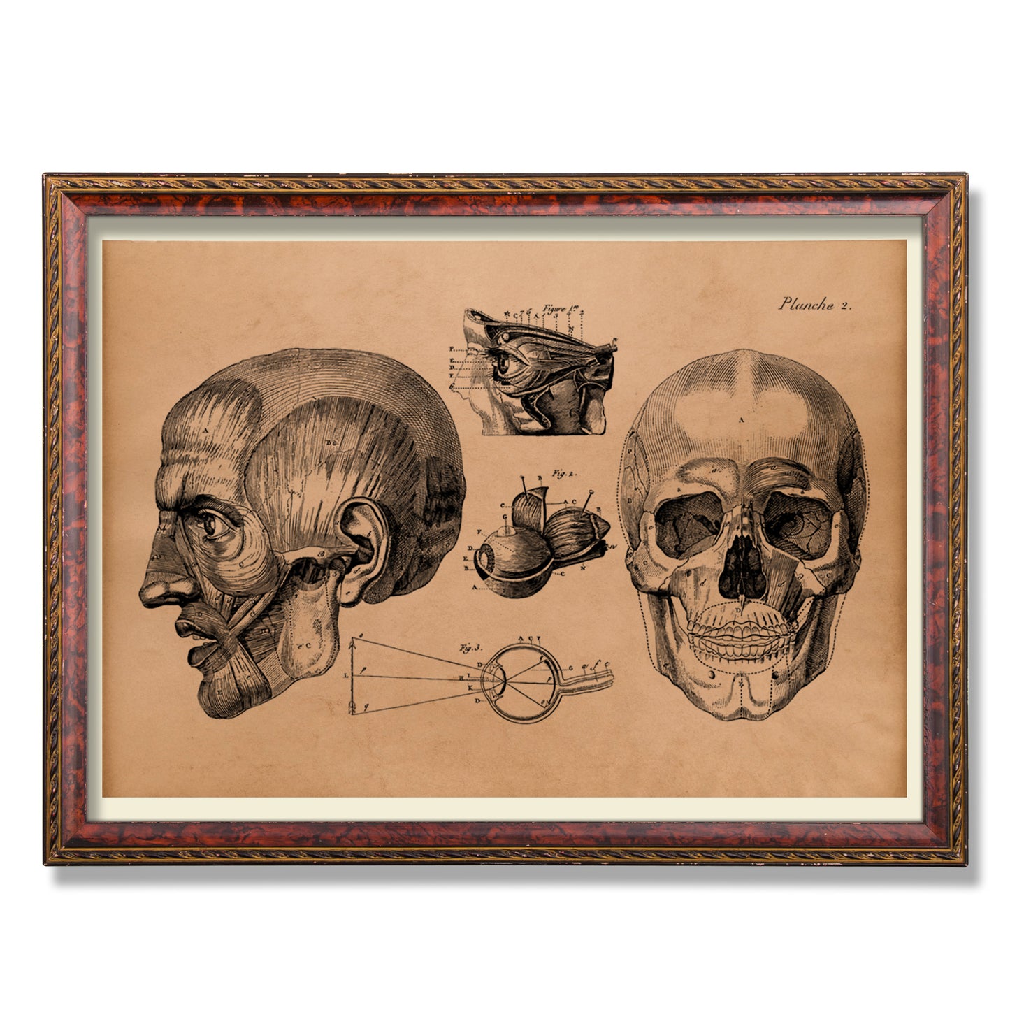 Human head anatomy print Skull poster