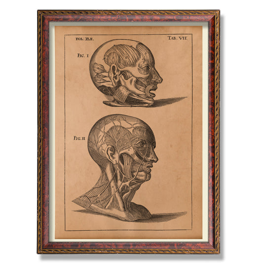 Antique head anatomy poster Medical print