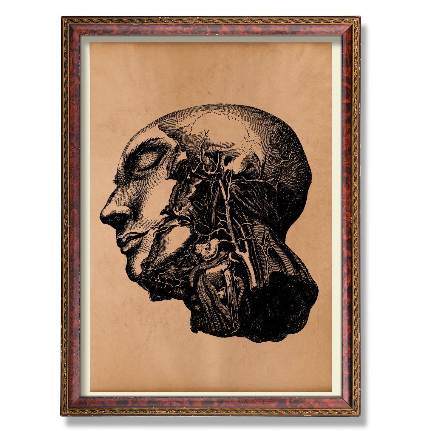 Human head print Vintage anatomy poster