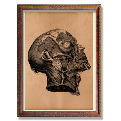 Head and neck anatomy print Vintage wall art