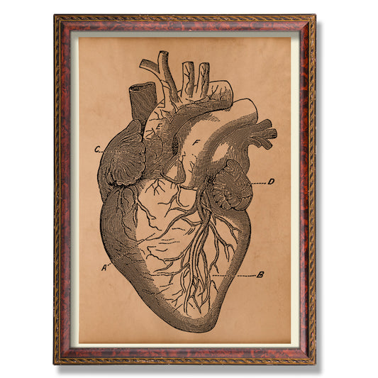 Heart anatomical print Vintage anatomy decor