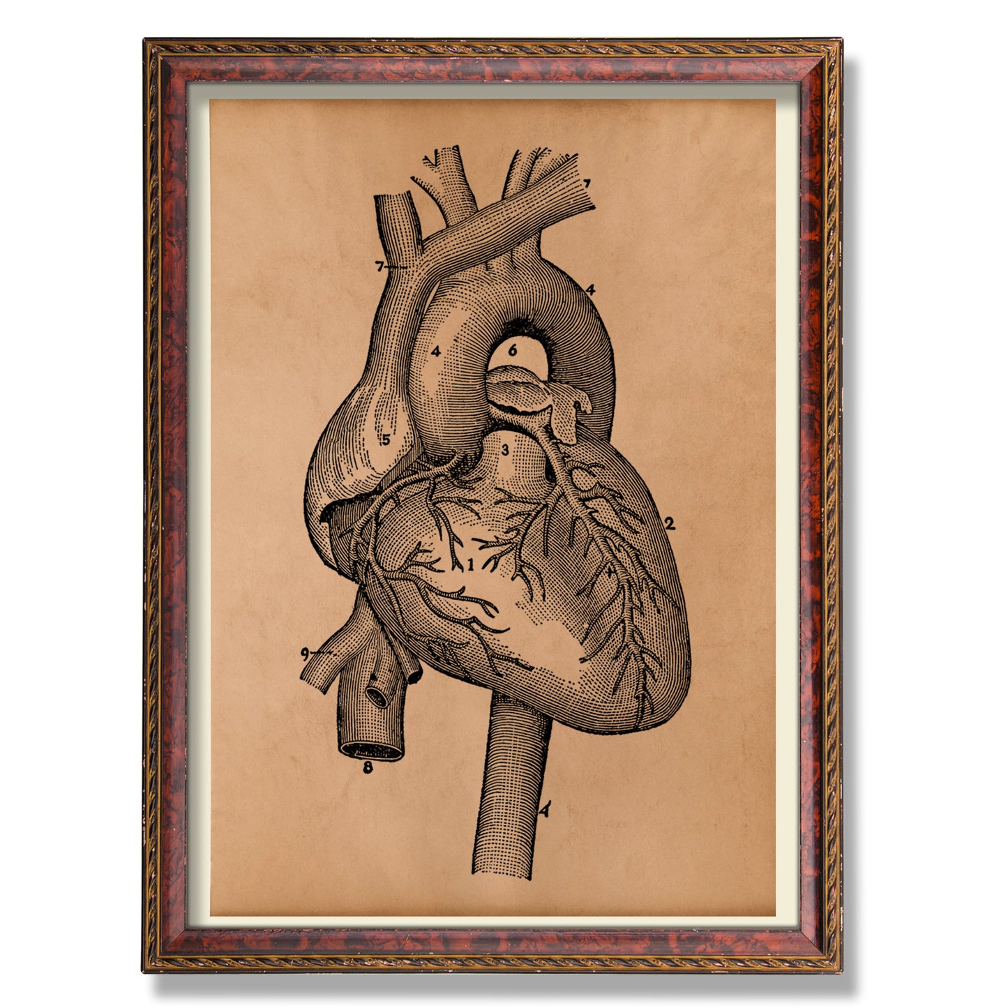 Heart anatomy poster Vintage anatomy artwork