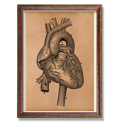 Heart anatomy poster Vintage anatomy artwork