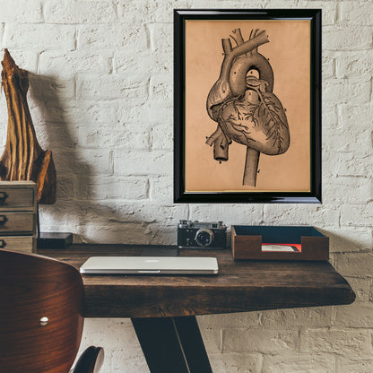 Heart anatomy poster Vintage anatomy artwork